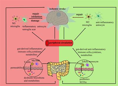 Communications Between Peripheral and the Brain-Resident Immune System in Neuronal Regeneration After Stroke